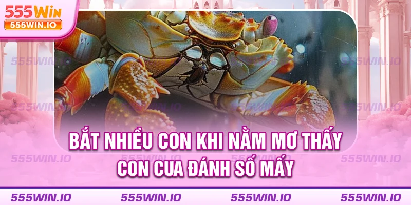 Bắt nhiều con khi nằm mơ thấy con cua đánh số mấy