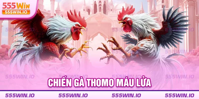 Chiến gà Thomo máu lửa