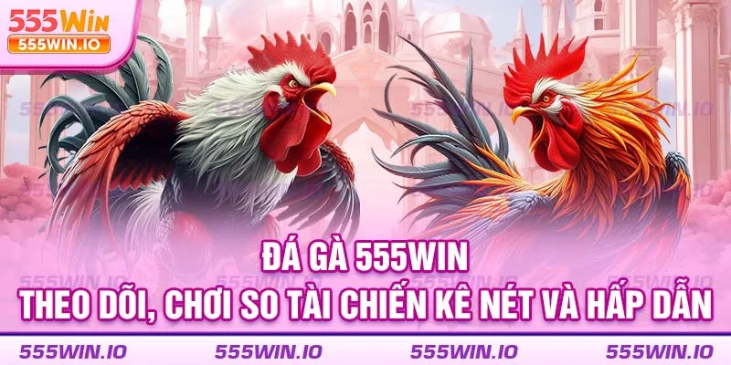 đá gà 555win