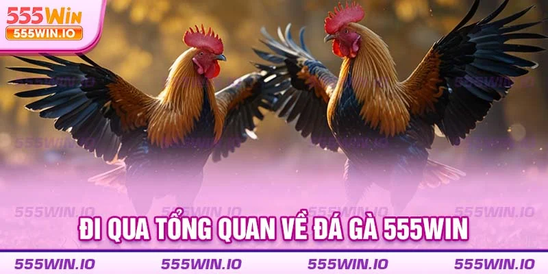Đi qua tổng quan về đá gà 555WIN