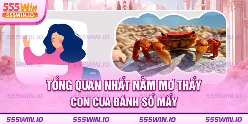 Tổng quan nhất nằm mơ thấy con cua đánh số mấy